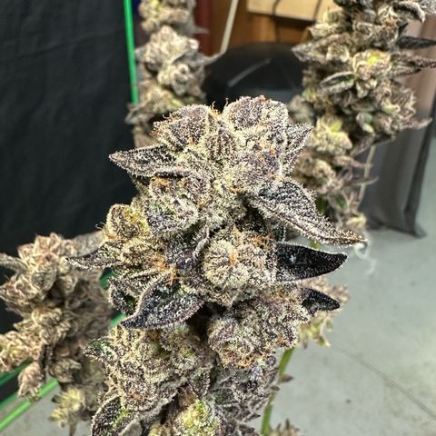 MiscxLAZ #22 C 42.33g growlog timeline photo