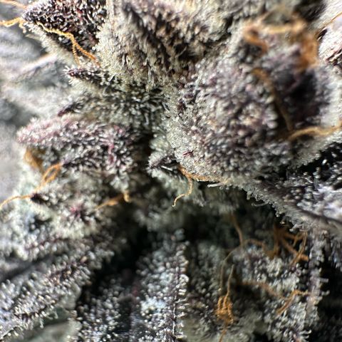 MiscxLAZ #22 C 42.33g growlog timeline photo