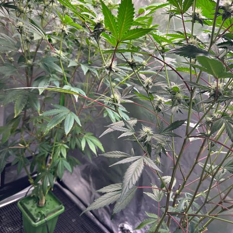 CxLAZ #15 C #1 growlog timeline photo