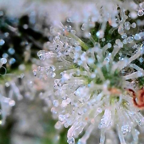 MiscxLAZ #26 C #2 growlog timeline photo