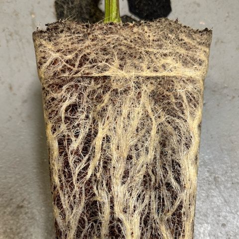 CxLAZ #03 C #1 58.58g growlog timeline photo