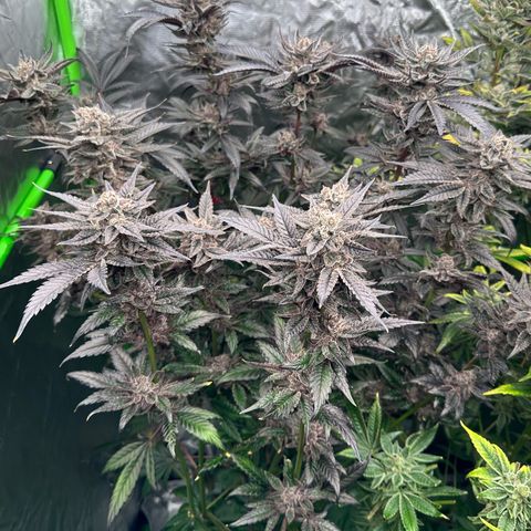 MiscxLAZ #22 C 42.33g growlog timeline photo