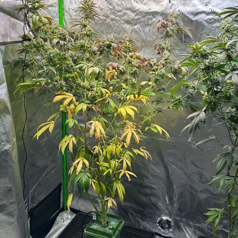 MiscxLAZ #26 C #2 growlog timeline photo