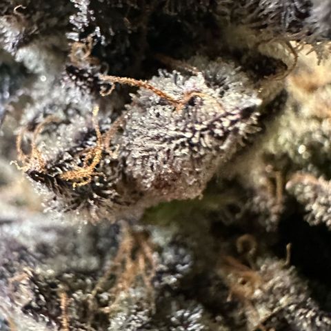 MiscxLAZ #22 C 42.33g growlog timeline photo