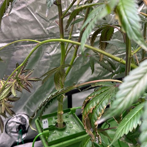 MiscxLAZ #22 C 42.33g growlog timeline photo