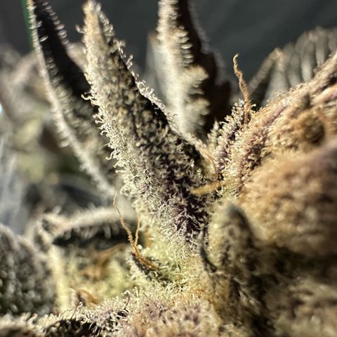 MiscxLAZ #29 C growlog timeline photo