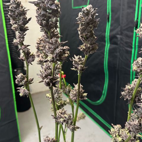 MiscxLAZ #22 C 42.33g growlog timeline photo