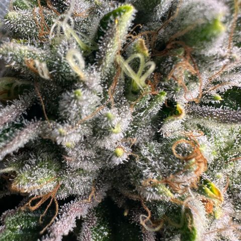 MiscxLAZ #26 C #2 growlog timeline photo