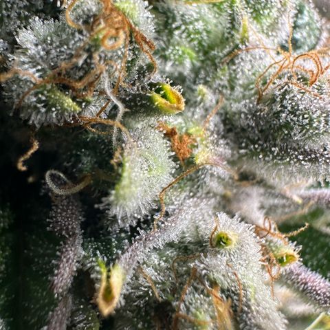 MiscxLAZ #26 C #2 growlog timeline photo