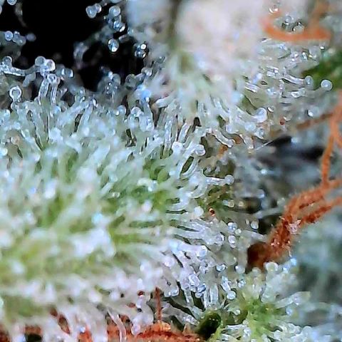 CxLAZ #15 C #1 growlog timeline photo