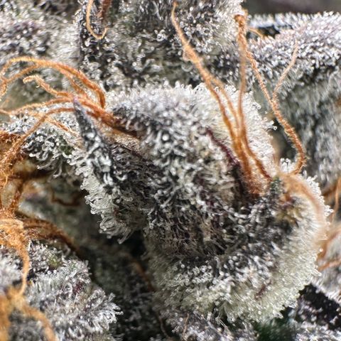 CxLAZ #03 C #1 58.58g growlog timeline photo