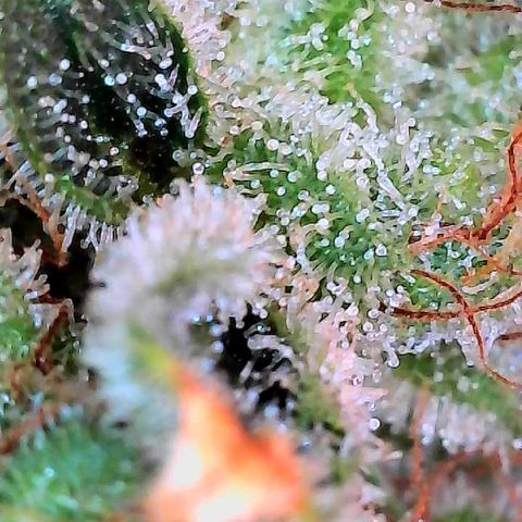 MiscxLAZ #26 C #2 growlog timeline photo