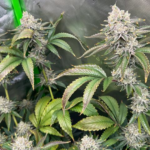 MiscxLAZ #26 C #2 growlog timeline photo