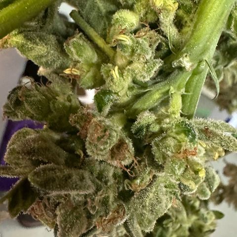 MiscxLAZ #08 C #1 growlog timeline photo