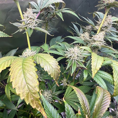 MiscxLAZ #26 C #2 growlog timeline photo
