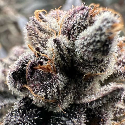 MiscxLAZ #22 C 42.33g growlog timeline photo