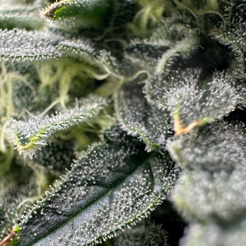 CxLAZ #15 C #1 growlog timeline photo