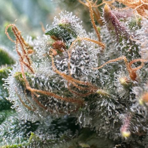 Fuel D.OG #1 Female 47.36g growlog timeline photo