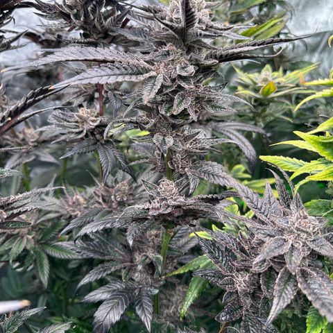 MiscxLAZ #22 C 42.33g growlog timeline photo
