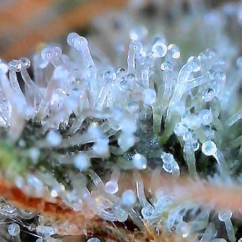 CxLAZ #15 C #1 growlog timeline photo