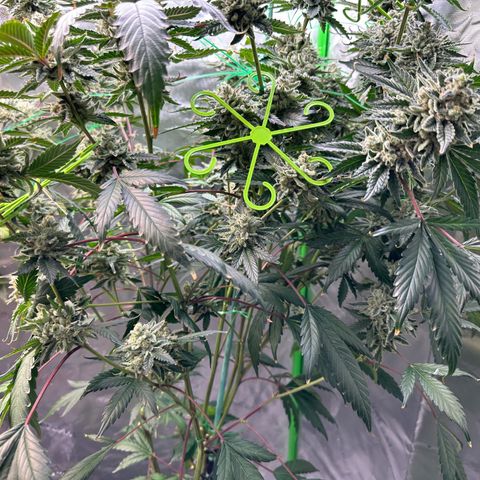 CxLAZ #15 C #1 growlog timeline photo