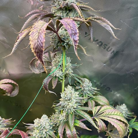 MiscxLAZ #26 C #2 growlog timeline photo