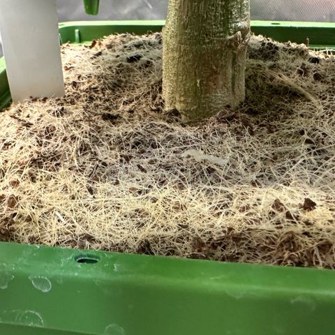 MiscxLAZ #26 C #2 growlog timeline photo
