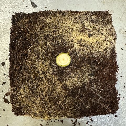 MiscxLAZ #22 C 42.33g growlog timeline photo