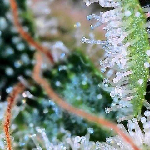 MiscxLAZ #26 C #2 growlog timeline photo