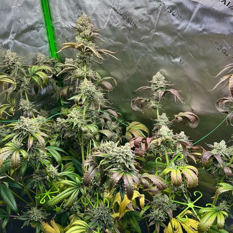 MiscxLAZ #26 C #2 growlog timeline photo