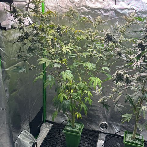 MiscxLAZ #26 C #2 growlog timeline photo