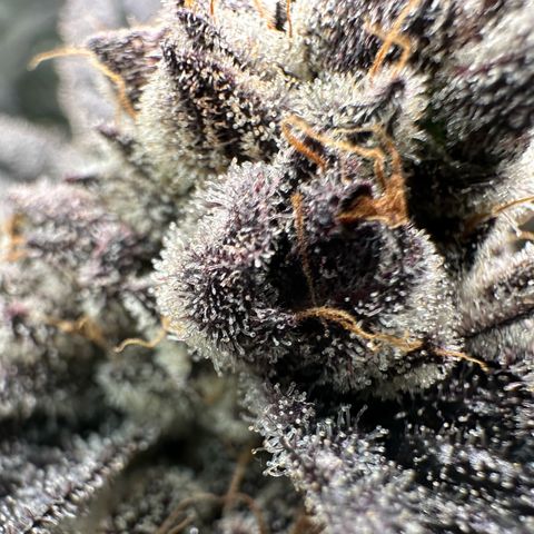 MiscxLAZ #22 C 42.33g growlog timeline photo