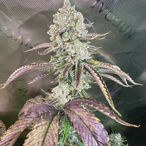 MiscxLAZ #26 C #2 growlog timeline photo