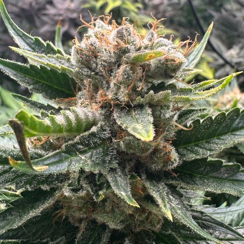 Fuel D.OG #1 Female 47.36g growlog timeline photo