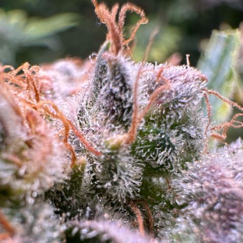 Fuel D.OG #1 Female 47.36g growlog timeline photo