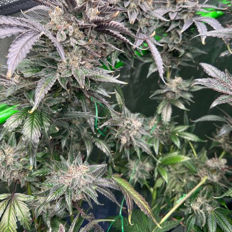 CxLAZ #03 C #1 58.58g growlog timeline photo