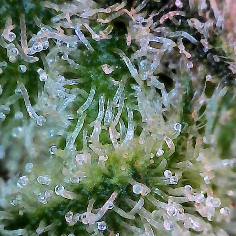 CxLAZ #15 C #1 growlog timeline photo