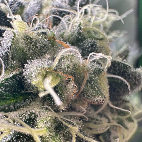 CxLAZ #15 C #1 growlog timeline photo