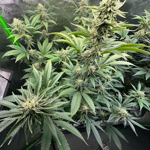 MiscxLAZ #26 C #2 growlog timeline photo