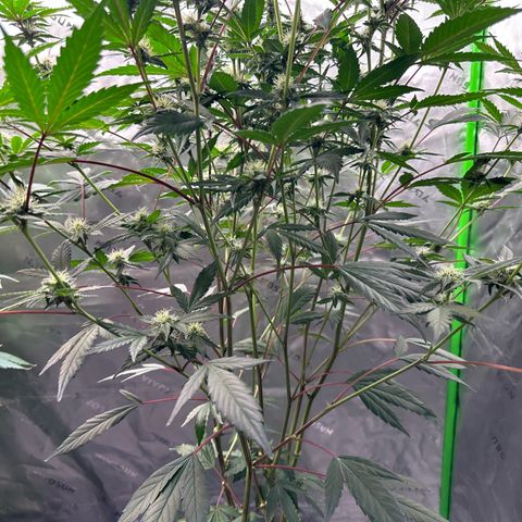 CxLAZ #15 C #1 growlog timeline photo