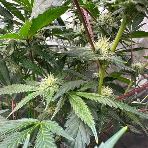 CxLAZ #15 C #1 growlog timeline photo