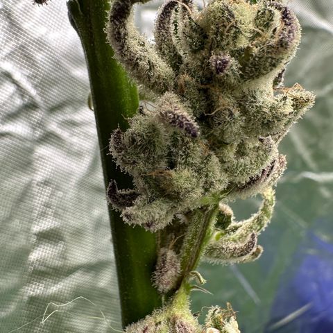 MiscxLAZ #29 C growlog timeline photo