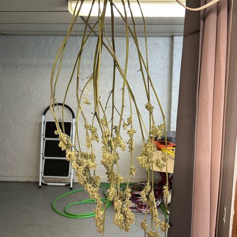 MiscxLAZ #26 C #1 47.15g growlog timeline photo