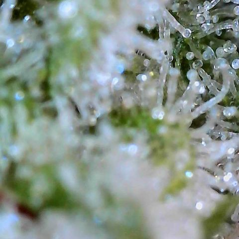 MiscxLAZ #26 C #2 growlog timeline photo