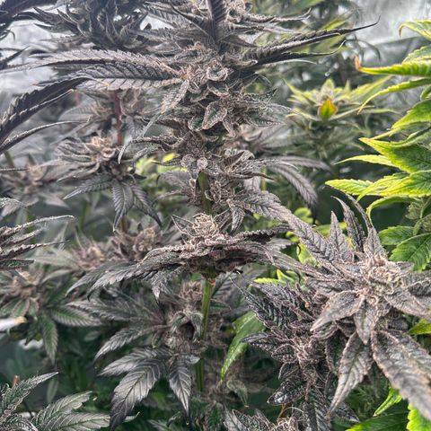 MiscxLAZ #22 C 42.33g growlog timeline photo