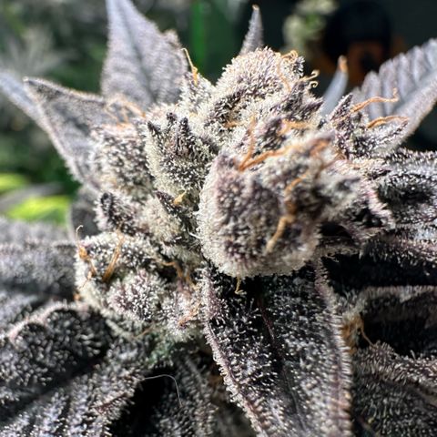 MiscxLAZ #22 C 42.33g growlog timeline photo