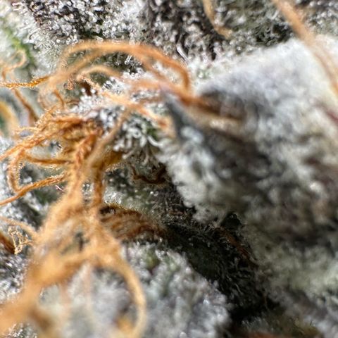 CxLAZ #03 C #1 58.58g growlog timeline photo