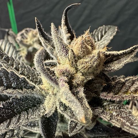 MiscxLAZ #29 C growlog timeline photo
