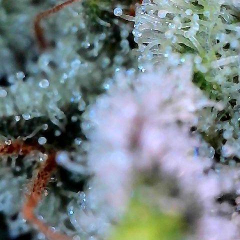 CxLAZ #15 C #1 growlog timeline photo