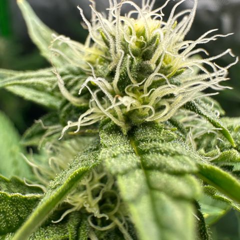 MiscxLAZ #26 C #2 growlog timeline photo